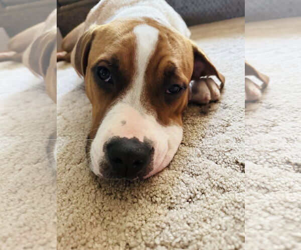 Medium Photo #18 Treeing Walker Coonhound-Unknown Mix Puppy For Sale in Princeton, MN, USA