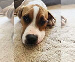 Small #17 Treeing Walker Coonhound Mix