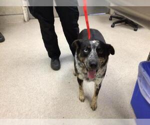 Medium Australian Shepherd
