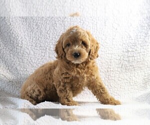 Cockapoo-Poodle (Miniature) Mix Puppy for sale in FREDERICKSBG, OH, USA