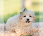Small Photo #7 Maltipoo (Miniature) Puppy For Sale in WARSAW, IN, USA