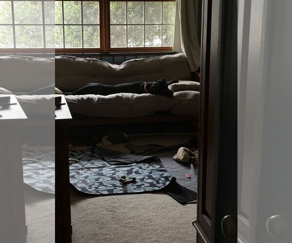 Medium Photo #3 Labrador Retriever-Unknown Mix Puppy For Sale in Doylestown, PA, USA