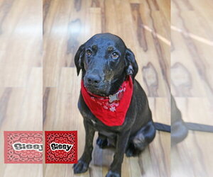 Mutt Dogs for adoption in Wakefield, RI, USA