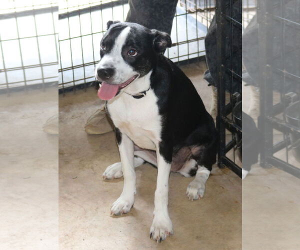 Medium Photo #3 Boston Terrier-Unknown Mix Puppy For Sale in Bandera, TX, USA