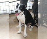 Small #2 Boston Terrier Mix
