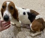 Small Photo #1 Basset Hound Puppy For Sale in IRETON, IA, USA