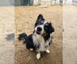 Small #2 Australian Shepherd Mix