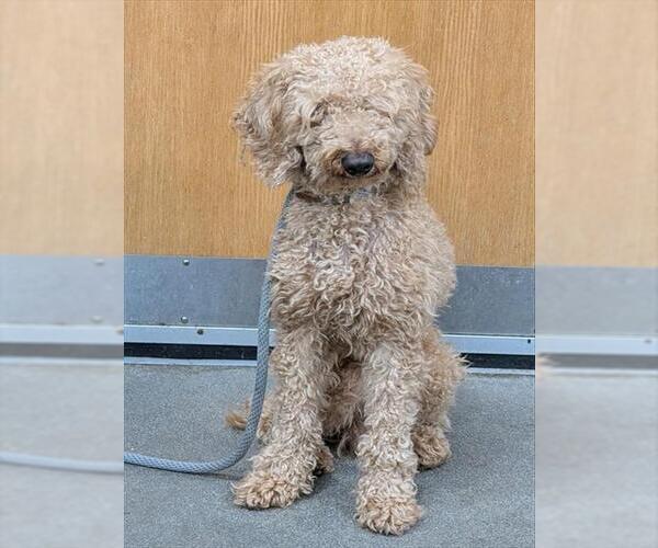 Medium Photo #1 Poodle (Miniature) Puppy For Sale in Forestville, MD, USA