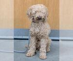 Small Poodle (Miniature)