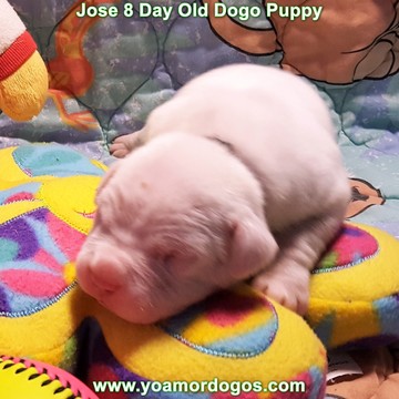 Medium Photo #172 Dogo Argentino Puppy For Sale in JANE, MO, USA