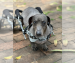 Small #2 Dachshund