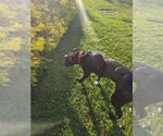 Small #1 American Staffordshire Terrier-Labrador Retriever Mix