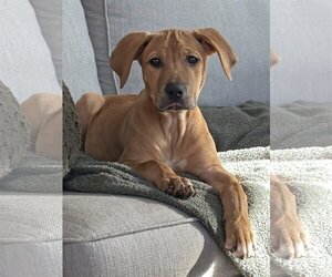 Labrador Retriever-Unknown Mix Dogs for adoption in LAKE ST LOUIS, MO, USA