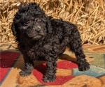 Puppy Hercules Poodle (Toy)