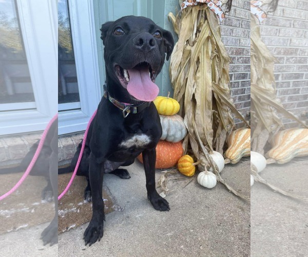 Medium Photo #4 Labrador Retriever-Unknown Mix Puppy For Sale in Germantown, OH, USA