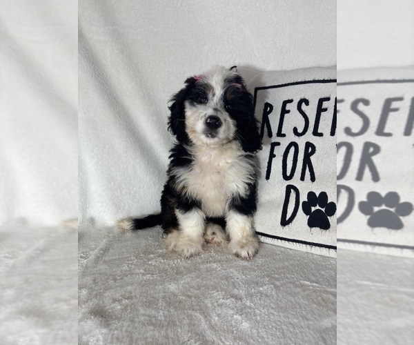 Medium Photo #2 Bernedoodle Puppy For Sale in GREENFIELD, IN, USA