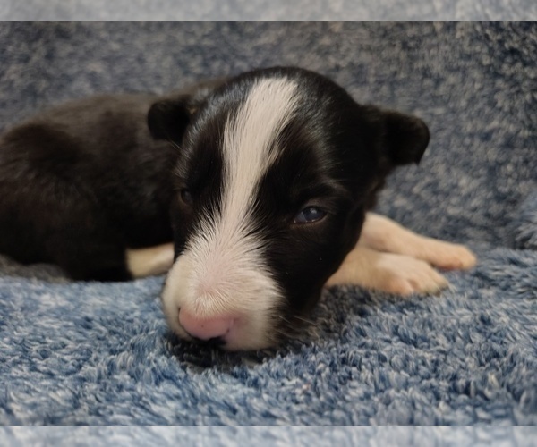 Medium Photo #38 Border Collie Puppy For Sale in NORBORNE, MO, USA