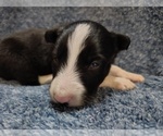 Small #37 Border Collie