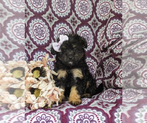 Medium Photo #1 Pom-A-Poo Puppy For Sale in OXFORD, PA, USA