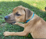 Small #5 Mutt