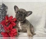 Small Photo #7 French Bulldog Puppy For Sale in CEDAR LANE, PA, USA