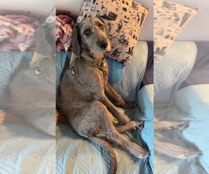 Nebula - Female Great Dane-Unknown Mix Dog for Adoption - Photo #3