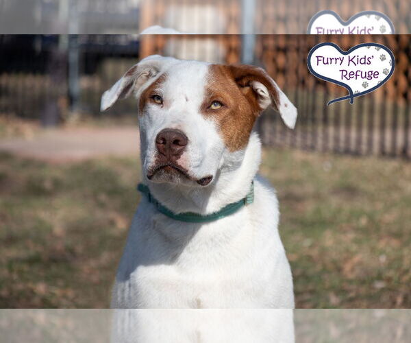 Medium Photo #1 American Staffordshire Terrier-Retriever  Mix Puppy For Sale in Lee's Summit, MO, USA