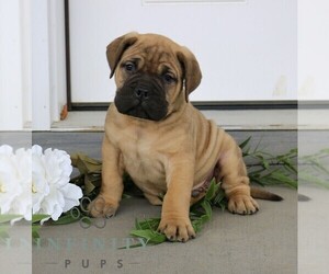 Medium Bullmastiff