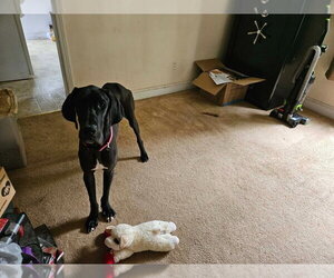Rocky - Male Great Dane Dog for Adoption - Photo #4