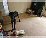 Small #3 Great Dane