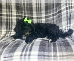 Small #8 ShihPoo