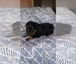 Small Photo #3 Rottweiler Puppy For Sale in HENRICO, VA, USA
