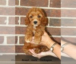 Small #1 Cockapoo (Miniature)