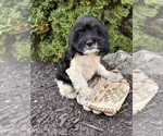 Small #3 Cockapoo