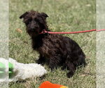 Small #1 Mutt