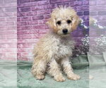 Small Poodle (Miniature) Mix