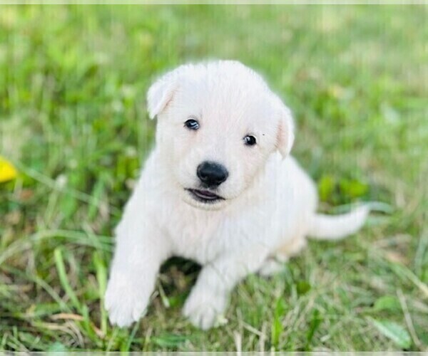 Medium Photo #4 German Shepherd Dog Puppy For Sale in CARDINGTON, OH, USA