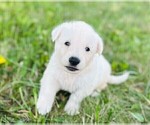 Small #3 German Shepherd Dog