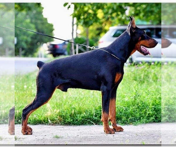 Medium Photo #1 Doberman Pinscher Puppy For Sale in ALLENTOWN, PA, USA