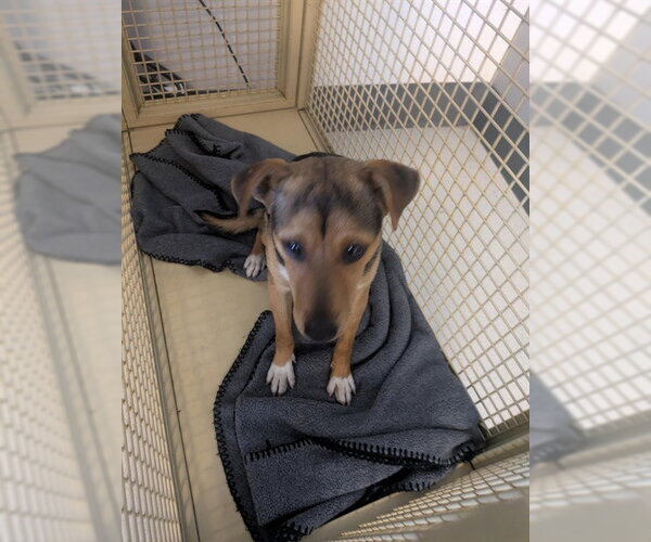 Medium Photo #1 Mutt Puppy For Sale in Corona, CA, USA