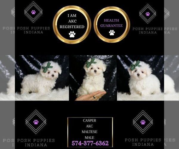 Medium Photo #8 Maltese Puppy For Sale in WARSAW, IN, USA