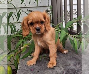 Cavalier King Charles Spaniel Puppy for sale in PARKESBURG, PA, USA