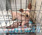 Small #2 Mutt