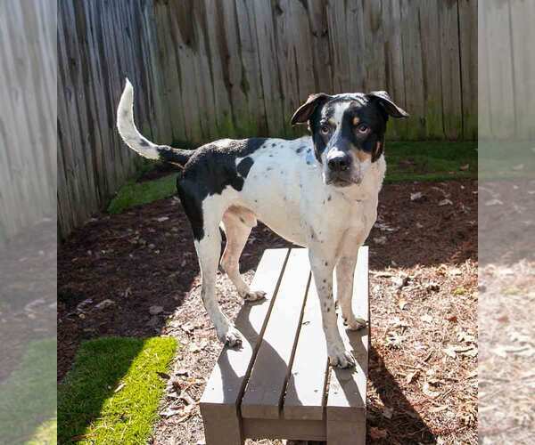 Medium Photo #2 Boxer-Unknown Mix Puppy For Sale in Kennesaw, GA, USA