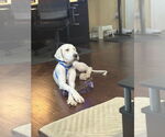 Small #1 Labradoodle