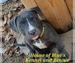 Small #2 American Pit Bull Terrier