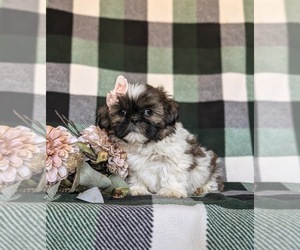 Shih Tzu Puppy for sale in HOLTWOOD, PA, USA