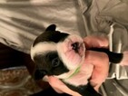 Small Photo #1 English Bulldog Puppy For Sale in COLLEYVILLE, TX, USA