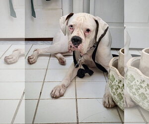 Cincy - Columbia - Female Boxer Dog for Adoption - Photo #4
