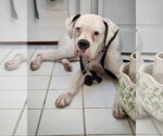 Small Photo #4 Boxer Puppy For Sale in Dumont, NJ, USA